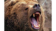 ببینید | حمله ناگهانی یک خرس به دختر جوان در باغ وحش + فیلم