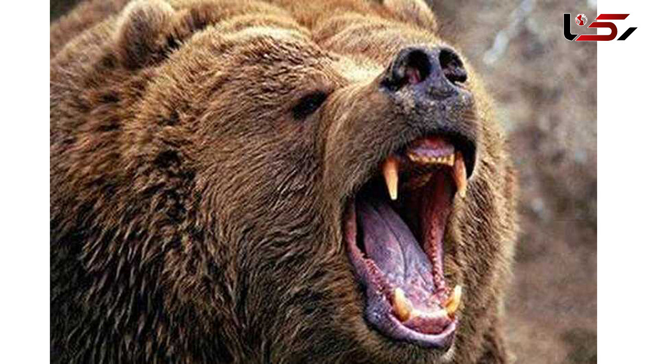 ببینید | حمله ناگهانی یک خرس به دختر جوان در باغ وحش + فیلم