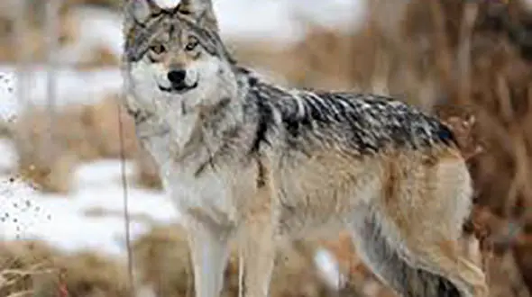 نجات گرگ از چاه 3 متری در خراسان رضوی