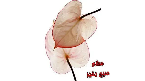 فال ابجد امروز / 25 آبان + فیلم