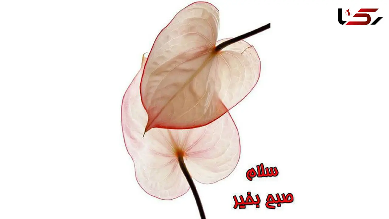 فال ابجد امروز / 25 آبان + فیلم