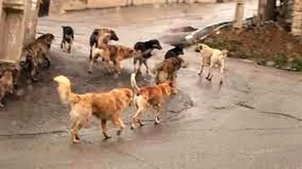 در مواجهه با سگ های ولگرد چه کنیم؟ / 30 نکته درباره آن ها
