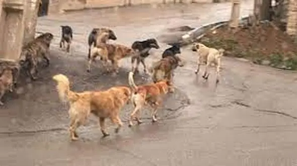 حمله خونین سگ بدون صاحب به پسربچه 13 ساله / در خمام رخ داد