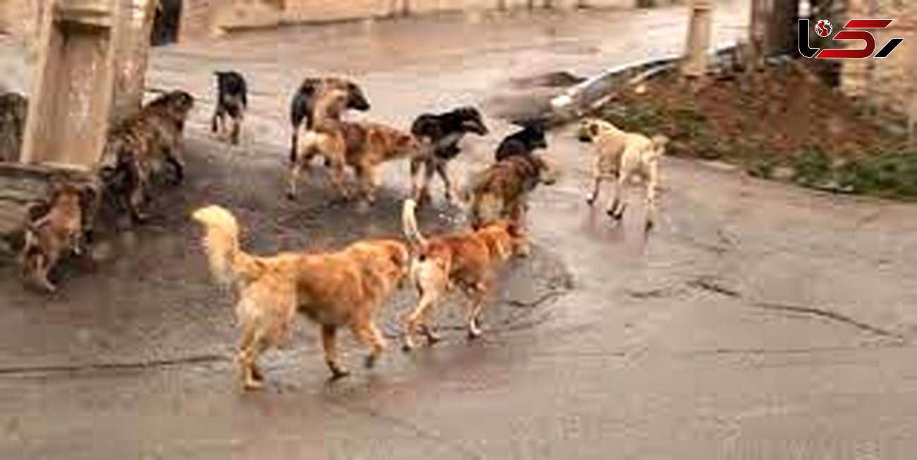 جمع آوری سگهای ولگرد وظیفه کیست؟ / بیماری های خطرناکی که از سگ منتقل می شود