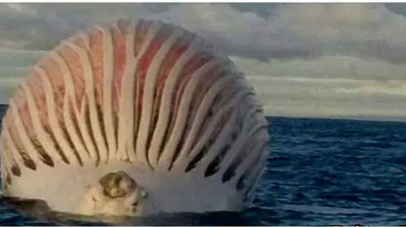 تصویری وحشتناک از نهنگی در دریا +عکس
