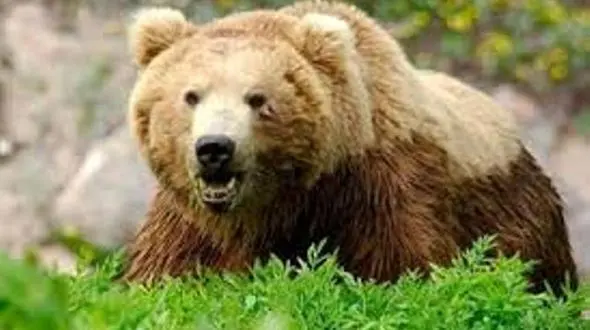  مجروح شدن یک قلاده خرس در گیلانغرب