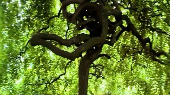 باور کن، می‌توانی