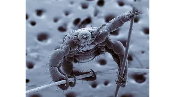 این موجود ترسناک چیست؟