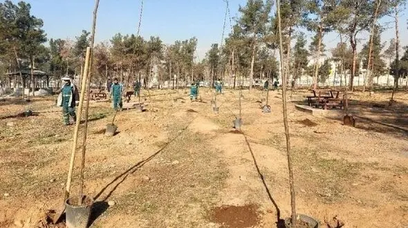 ۳۵ هزار درخت سرخه‌حصار نابود شد؛ شهرداری جایگزین کاشت