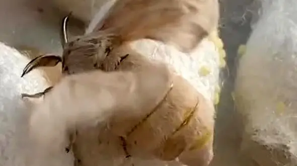 فیلم شگفت انگیز از پروانه کرم ابریشم 