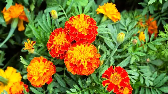 گلی زیبا که مارها در حیاط شما کمین نمی کنند