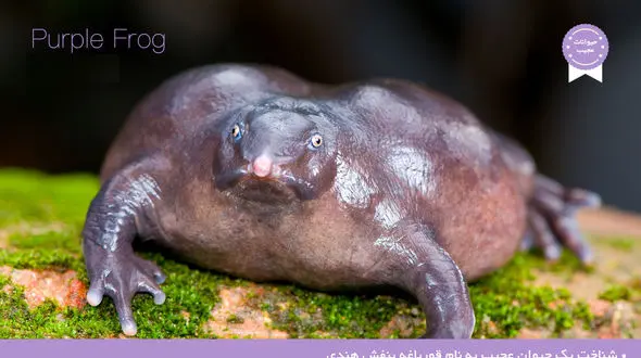 یک حیوان عجیب به نام قورباغه بنفش هندی کشف شد +عکس