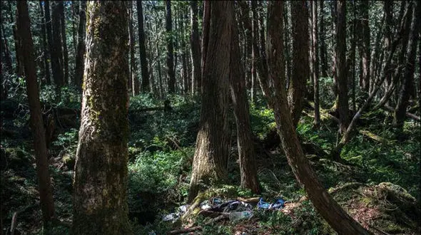 تصاویر ترسناک  از جنگل خودکشی در ژاپن + جزییات و عکس