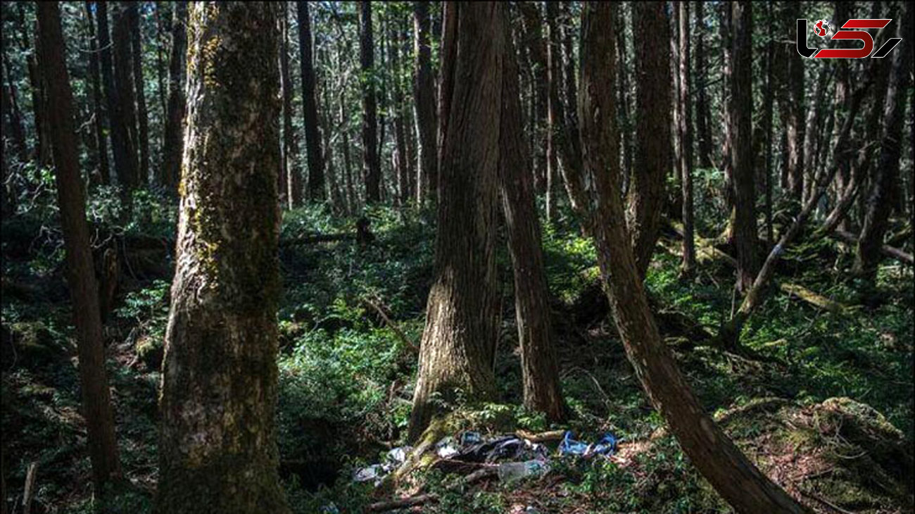 تصاویر ترسناک  از جنگل خودکشی در ژاپن + جزییات و عکس