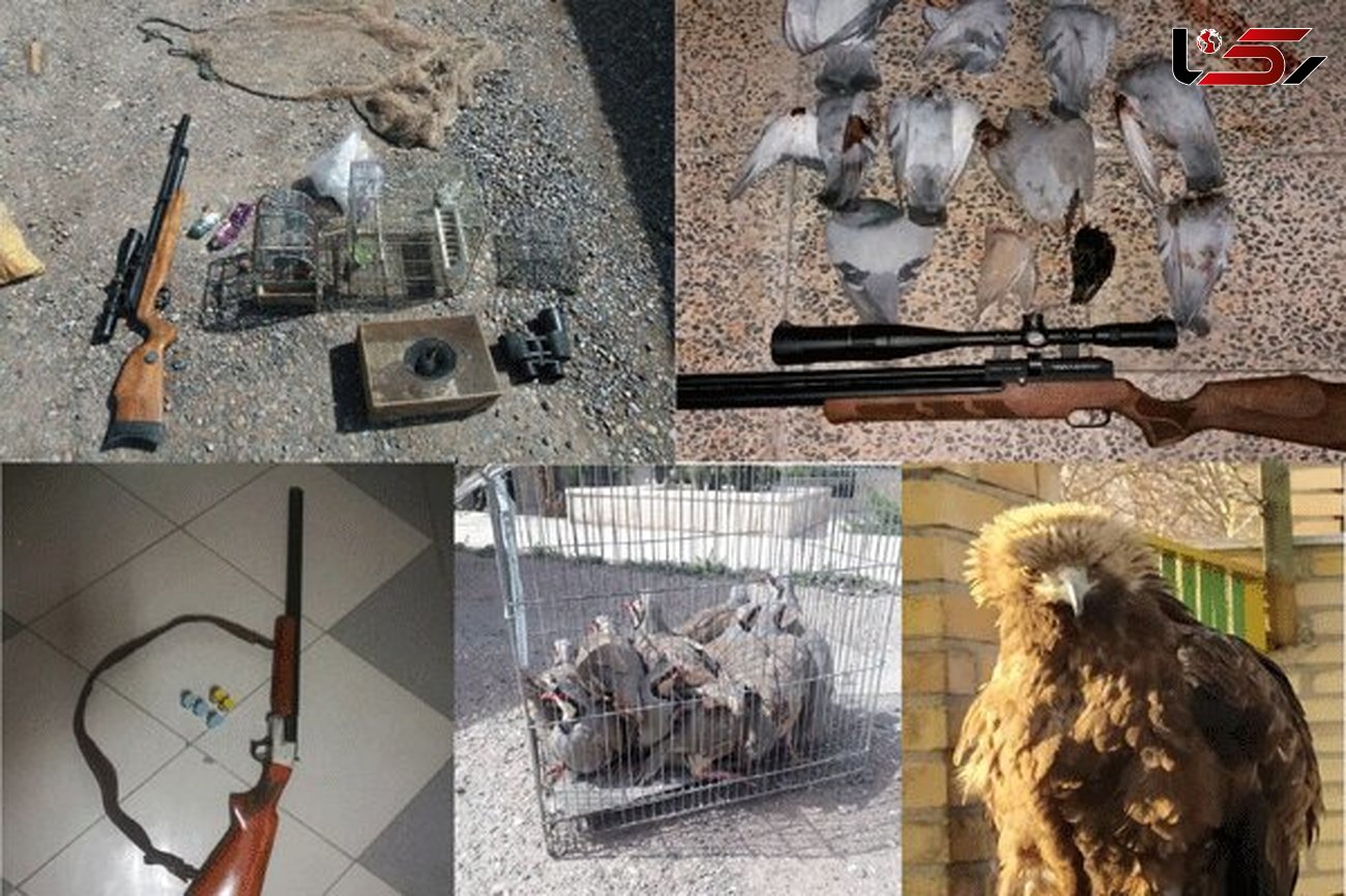 
لاشه 17قطعه پرنده وحشی از یک شکارچی در نکا کشف شد