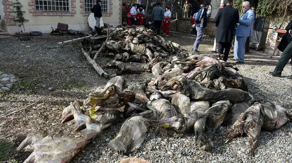 محموله گوشت هواپیمای سانحه دیده معدوم شد