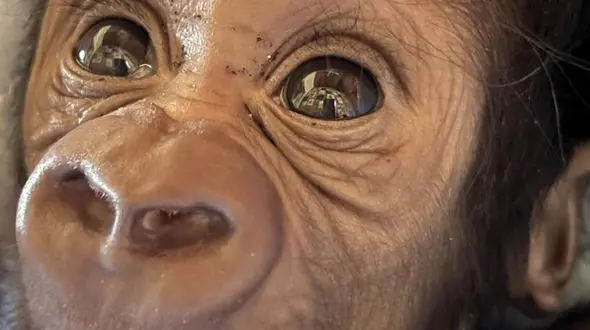 حمایت از بچه گوریل بی سرپرست + فیلم