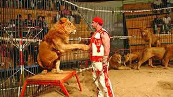 ببینید / حمله شیر به مربی سیرک در چین