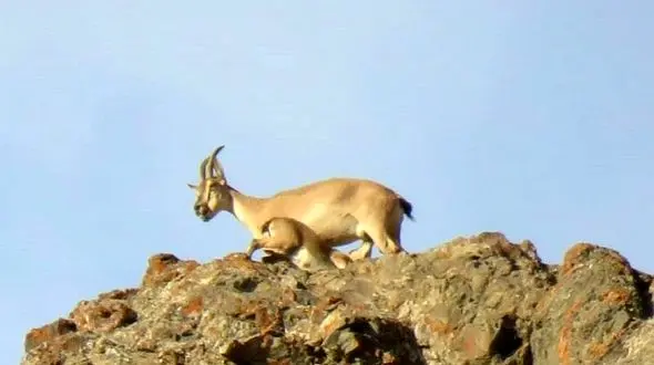 در فصل زاد و ولد به زیستگاه حیات وحش نزدیک نشوید