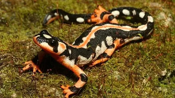 زیباترین حیوانی که فقط در ایران است + عکس و جزئیات