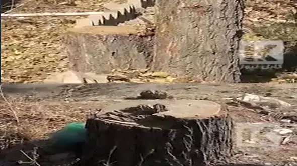 قطع بیش از ۱۰۰ درخت در کابل به علت نبود سوخت