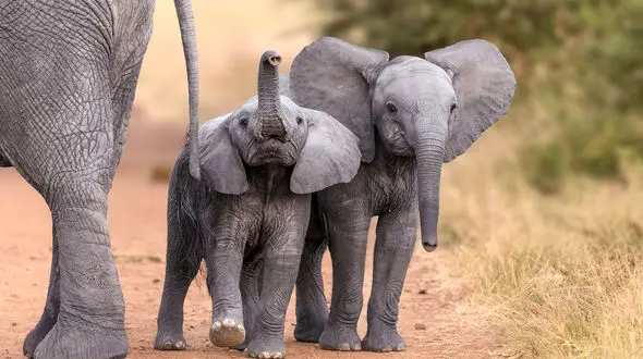 دانشمندان کشف کردند که فیل‌ها به یکدیگر نام می‌دهند + فیلم