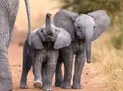 دانشمندان کشف کردند که فیل‌ها به یکدیگر نام می‌دهند + فیلم