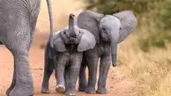 دانشمندان کشف کردند که فیل‌ها به یکدیگر نام می‌دهند + فیلم