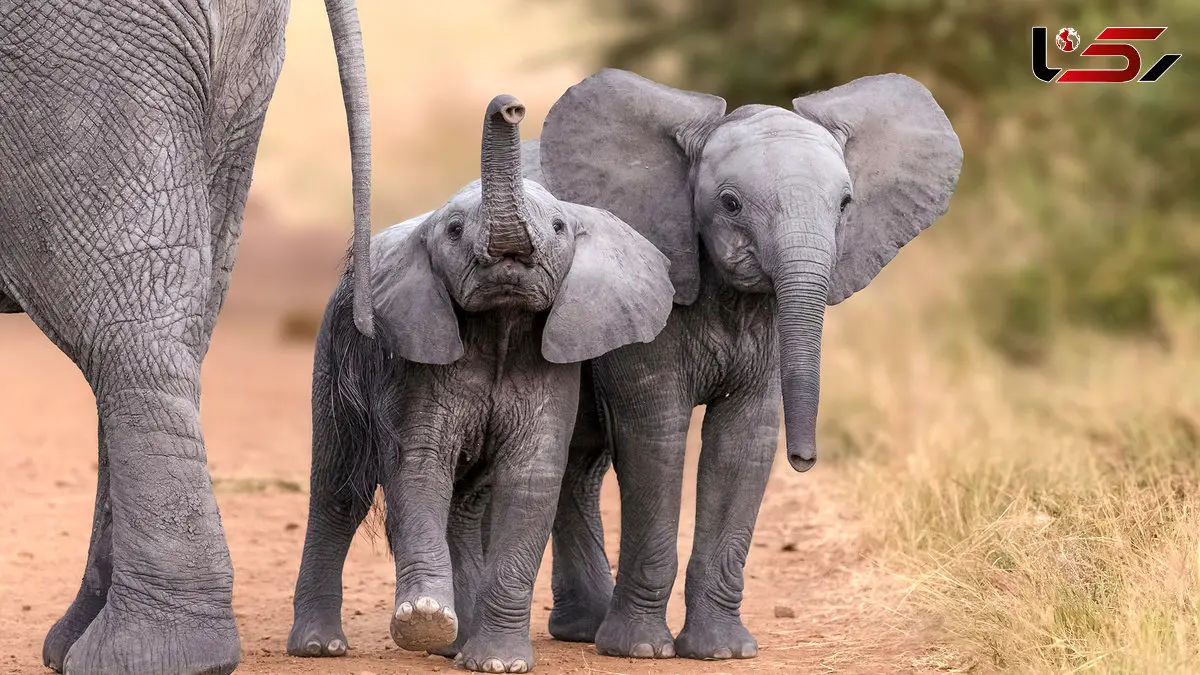 دانشمندان کشف کردند که فیل‌ها به یکدیگر نام می‌دهند + فیلم