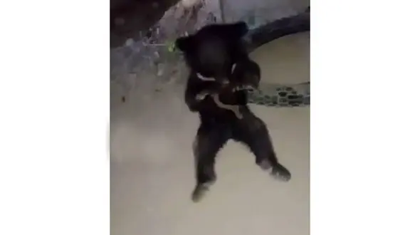 نجات توله خرس سیاهی که با طناب به درخت بسته شده بود + عکس