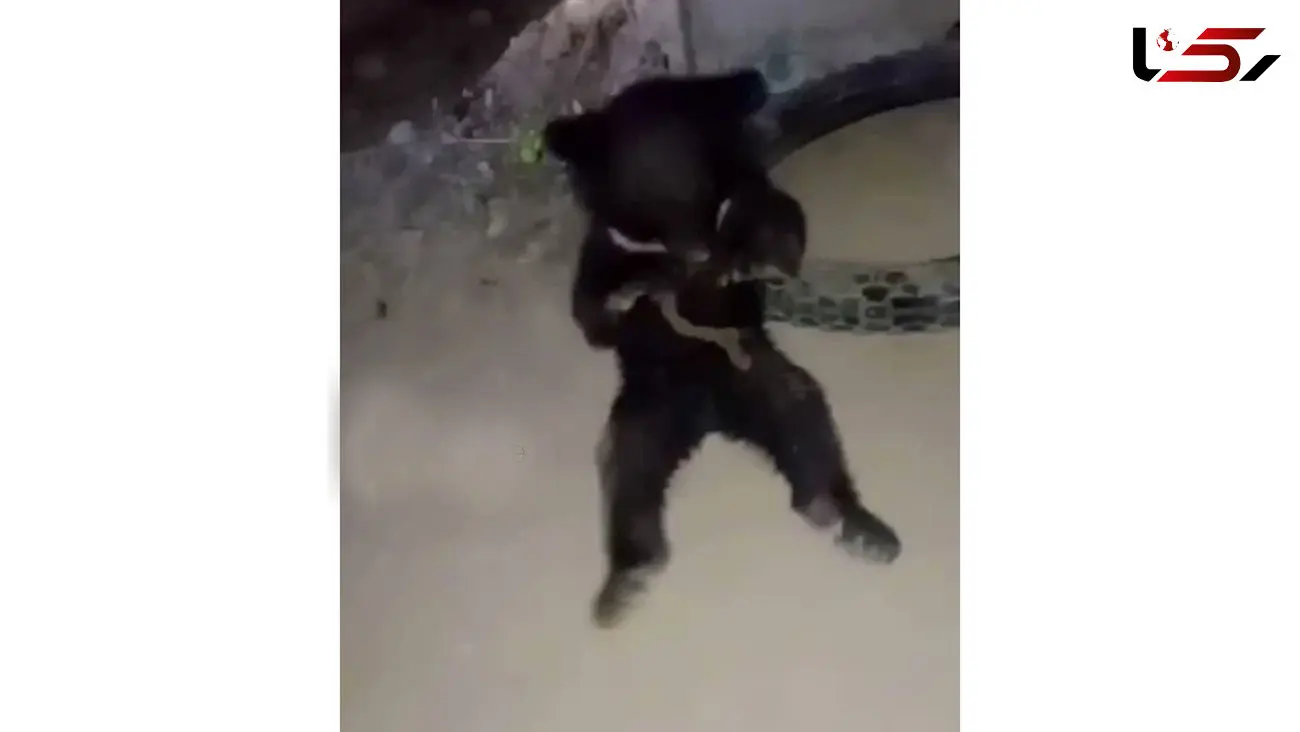 نجات توله خرس سیاهی که با طناب به درخت بسته شده بود + عکس