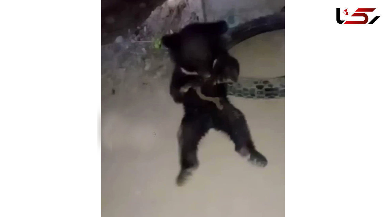 نجات توله خرس سیاهی که با طناب به درخت بسته شده بود + عکس