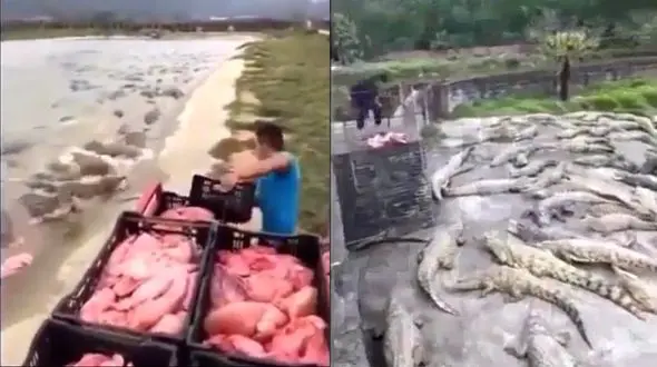 ناهار هیجان انگیز برای تمساح ها! + فیلم