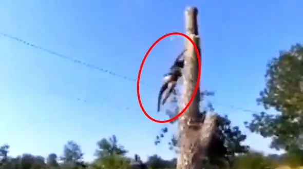 کارمای قطع کردن درخت کهنسال 