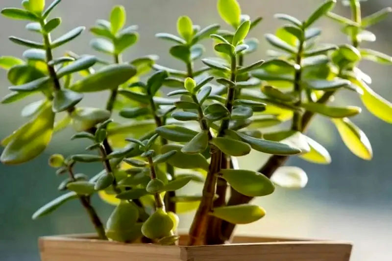 گیاه آپارتمانی