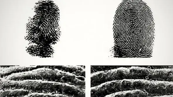 اثر انگشت انسان شبیه به این حیوان است!