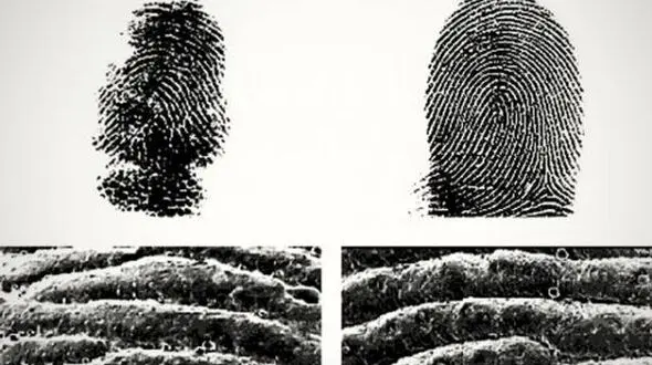 اثر انگشت انسان شبیه به این حیوان است!