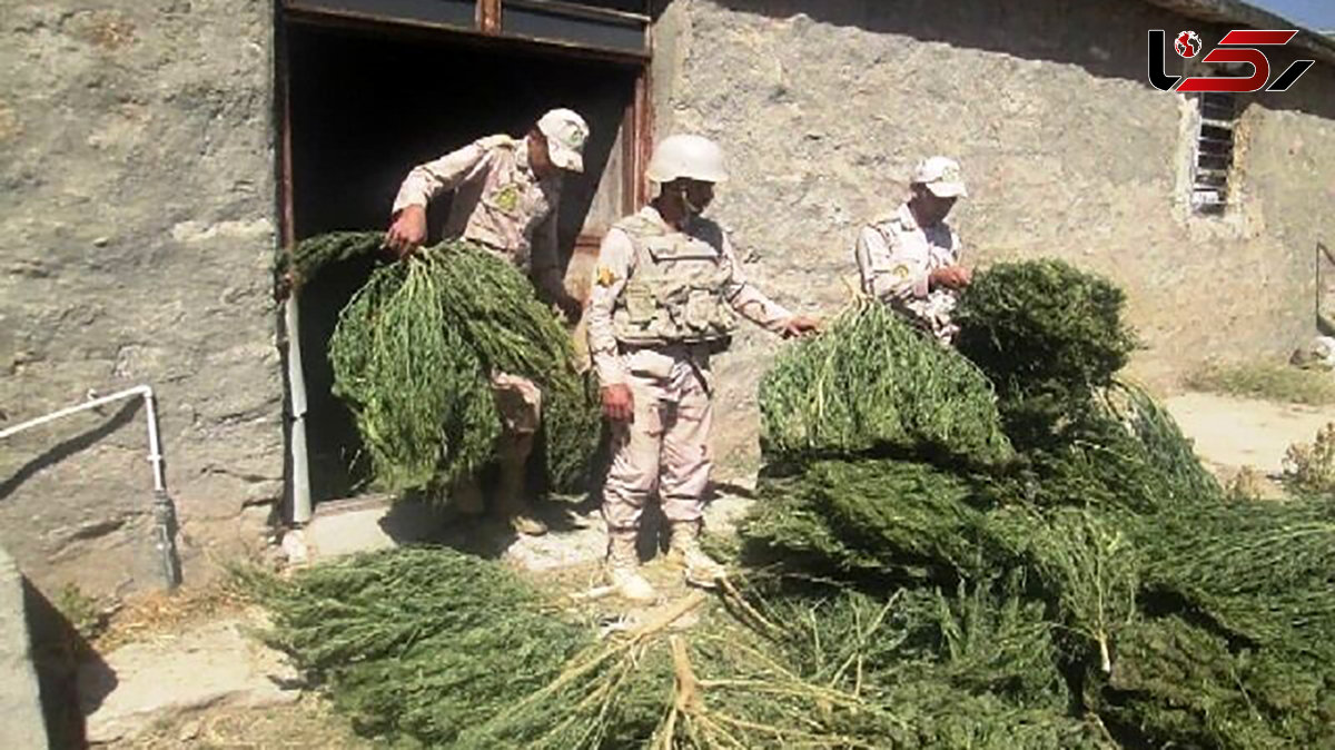 کشف محموله سنگین ماری جوانا در یک گاوداری / در سردشت فاش شد