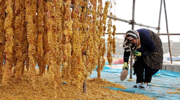 ببینید / تیزاب زدن به انگورهای چیده شده برای تهیه کشمش + فیلم 