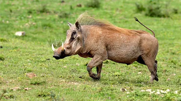 شیوع پدیده گرازخواری در ایران !