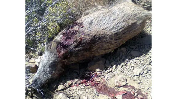 دستگیری شکارچیان غیرمجاز گراز در سرپل ذهاب