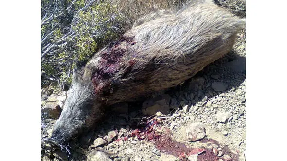 دستگیری شکارچیان غیرمجاز گراز در سرپل ذهاب