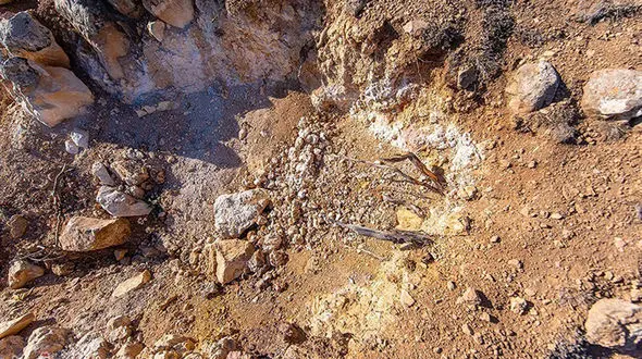 درختان منتقل شده در حریم راه آهن مجددا کاشته شده اند/ خبرنگاران بروند و ببینند