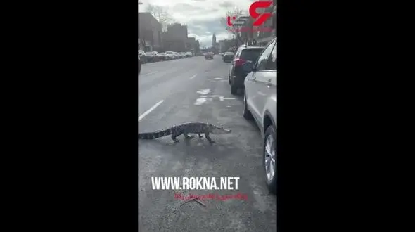 فیلم عجیب از پیاده روی یک تمساح در خیابان 