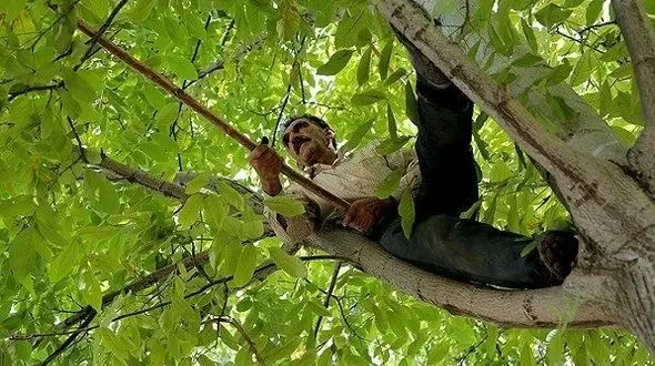 مرگ خاموش کشاورزان در پای درختان گردو