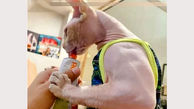 عکس باور نکردنی از گربه بدنساز / عضله هایش شما را شوک زده می کند !