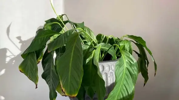 فاش شد! علت خطرناک سوختن نوک برگ گیاهان و راه‌حل آن