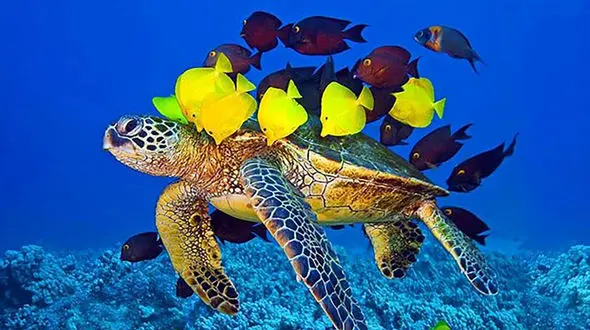 نقشه‌ تخم‌گذاری لاک‌پشت‌ های پوزه‌عقابی مشخص شد/ بی برنامگی سازمان مناطق آزاد در برابر گردشگران در محدوده تخم گذاری + فیلم