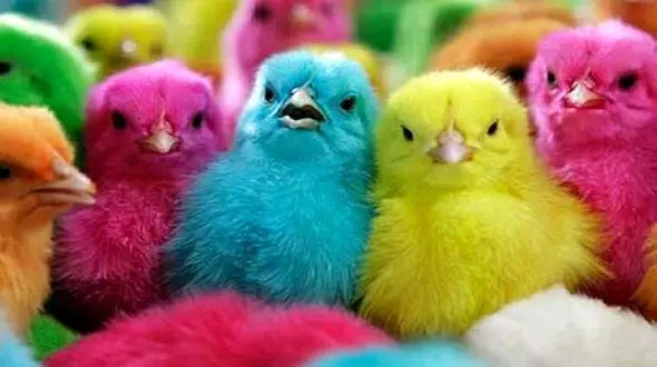 جوجه ها چطور رنگی می شوند؟ + فیلم