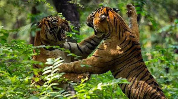 جنگ خونین ۲ ببر خشمگین + فیلم دیدنی